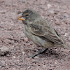 Medium ground finch (female)