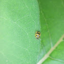 Fourteen-Spotted Ladybeetle