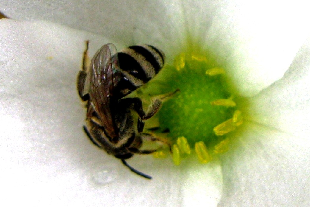 Ceratina Bee or Small Carpenter Bee