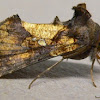 Golden Looper Moth