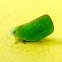 Green Coneheaded Planthopper