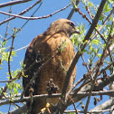 Red shouldered hawk