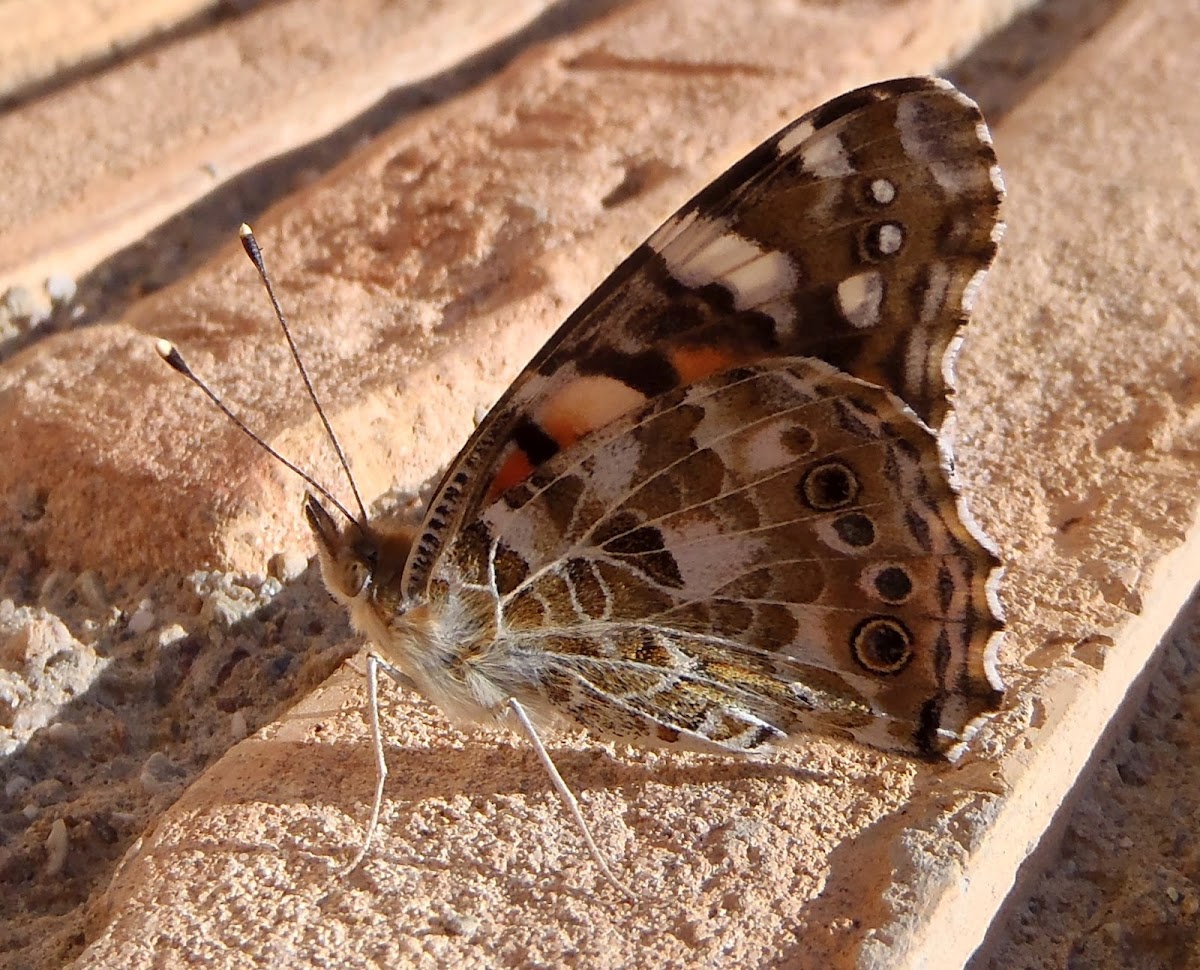 Mariposa Vanesa de los cardos, Painted lady butterfly