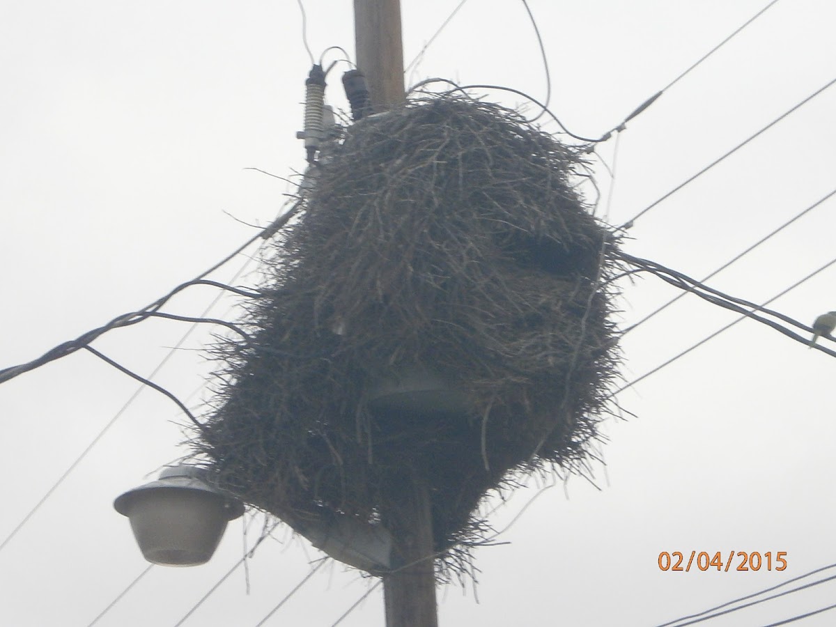 Monk Parrot Nest