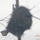 Monk Parrot Nest