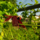 Red Grasshawk Dragonfly