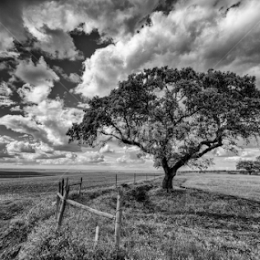 Alentejo by Luis Reininho - Landscapes Prairies, Meadows & Fields