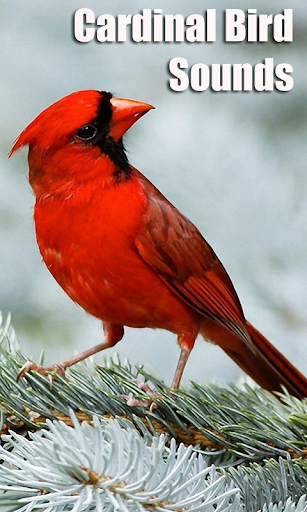 Cardinal Bird Sounds