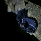Black Witches' Butter