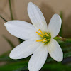 White Rain Lily, August Rain Lily, White Zephyr Lily, Peruvian Swamp Lily, White Fairy Lily, and Autumn Zephyr Lily.
