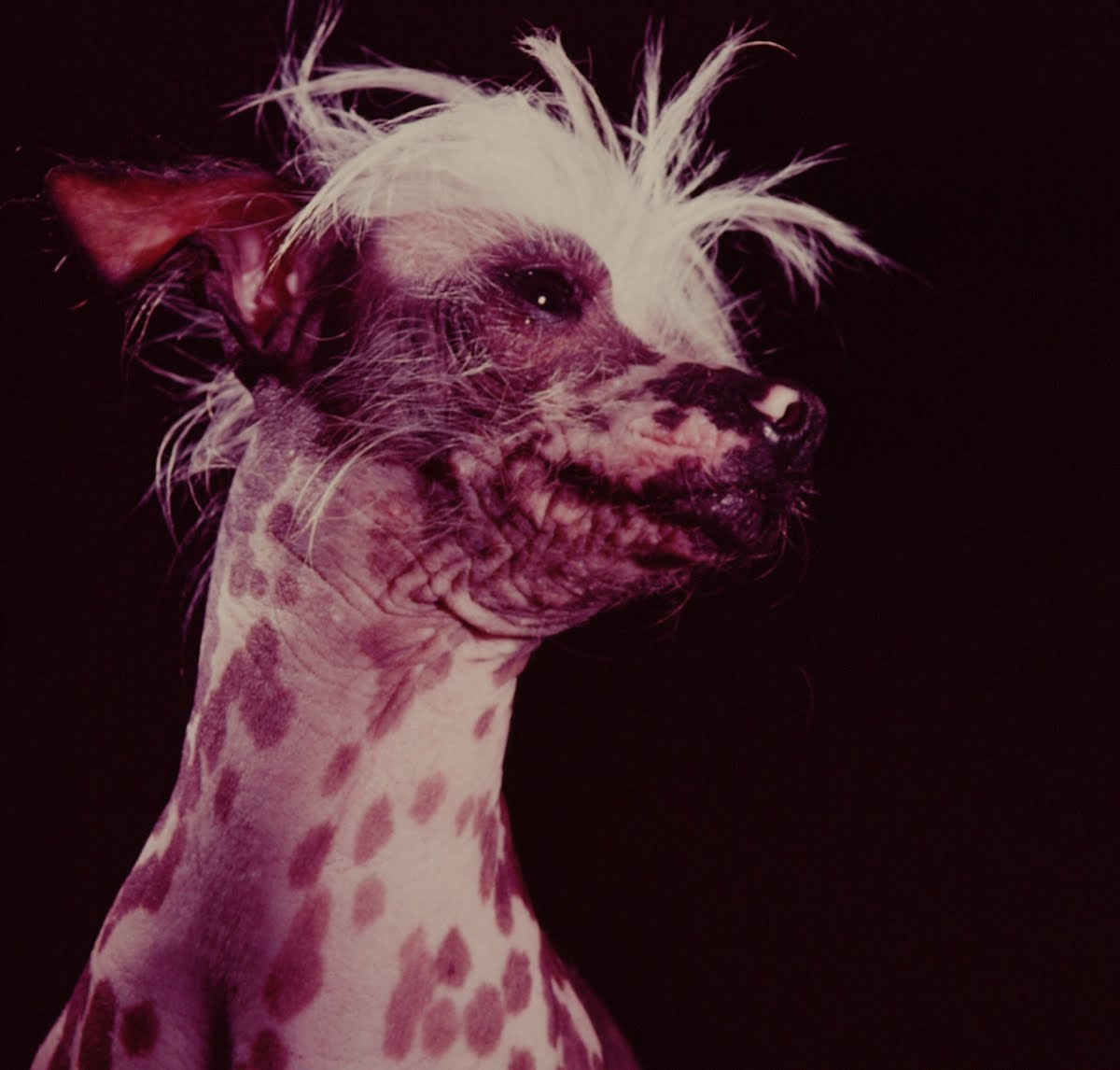Chinese Crested Dog - Loomis Dean — Google Arts & Culture
