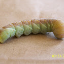 Sphinx Moth larva