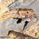 Common Mock Viper