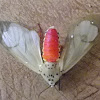 Amerila Tiger Moth