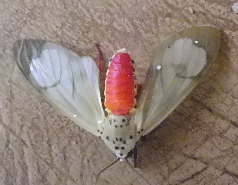 Amerila Tiger Moth