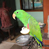 Eclectus Parrot - Male