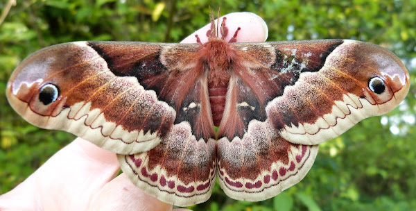 Promethea Silk Moth | Project Noah