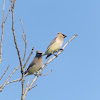 Cedar Waxwing