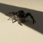 Ludicra Jumping Spider -female