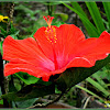 Red Hibiscus, Gumamela