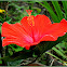 Red Hibiscus, Gumamela
