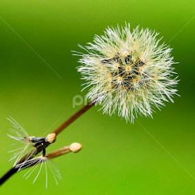 by JL Tan - Flowers Flowers in the Wild