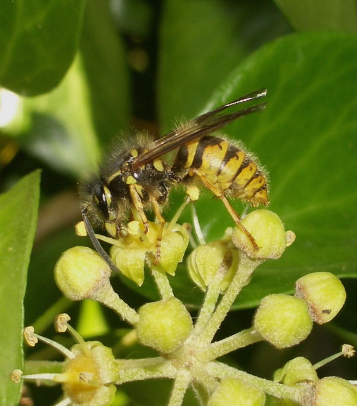 Common Wasp