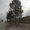Afghan Pine