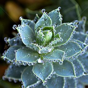 Srebreni by Jelena Puškarić - Nature Up Close Other Natural Objects