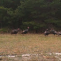 Wild turkey