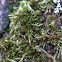 Cypress-leaved plait-moss