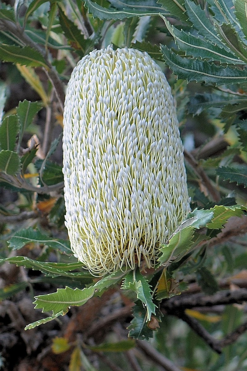 Wallum Banksia