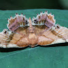 Scallop Moth - Hodges#6835