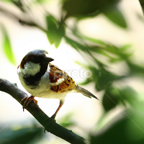 চড়ুই..... by Sayeed Hasan Akib - Nature Up Close Water