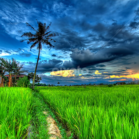 by Maidiabu Maimin - Landscapes Prairies, Meadows & Fields