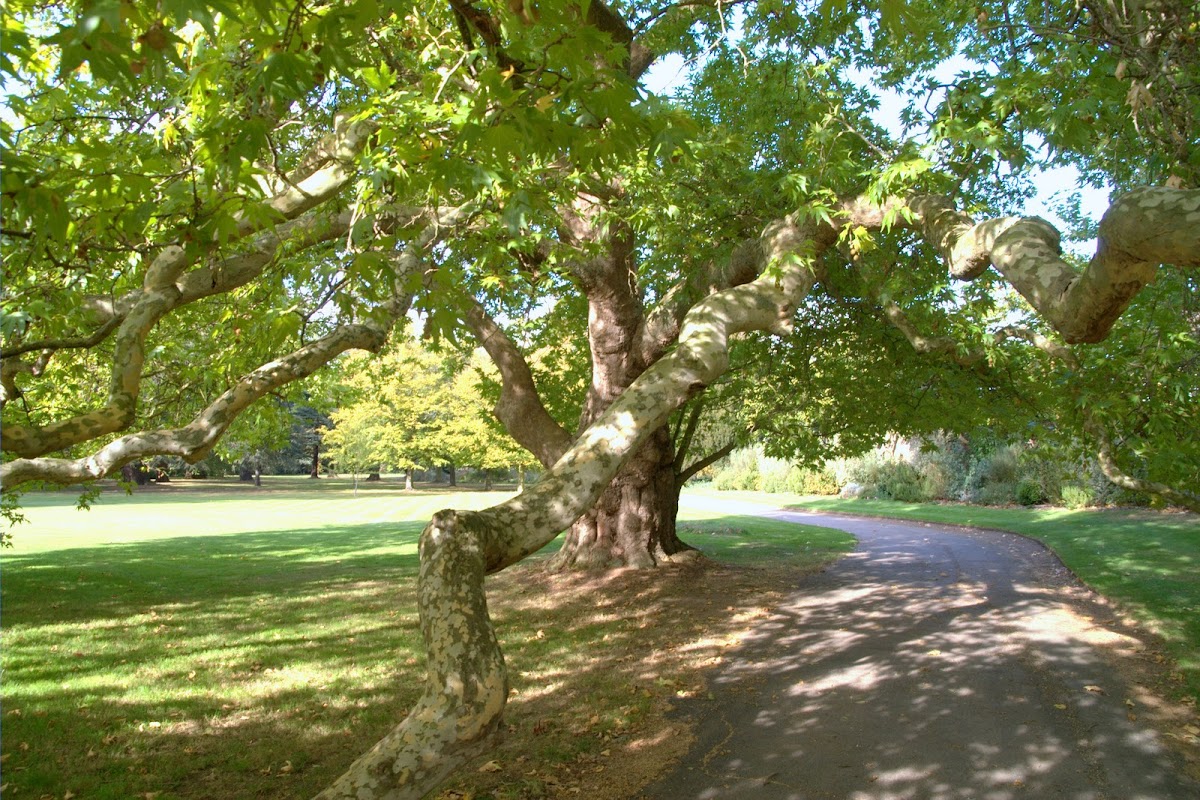 Oriental Plane 