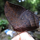 Nessus Leafwing