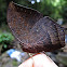 Nessus Leafwing