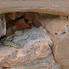Common wall lizard/Pozidna kuščarica
