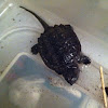 Common Snapping Turtle