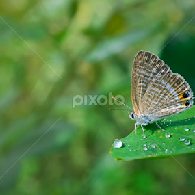 Morning dew and Butterfly by Zoelman Rf - Animals Insects & Spiders