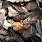 Cicada Nymph Shell