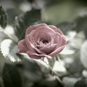 Rose by Pranav S - Flowers Single Flower