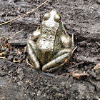 Common Frog  (Bruine kikker)