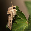 Subterranean Dart Moth