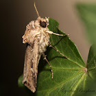 Subterranean Dart Moth