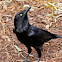 Australian Raven