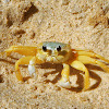 Caranguejo Guriça (Atlantic ghost crab)