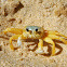 Caranguejo Guriça (Atlantic ghost crab)