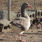 Greylag Goose